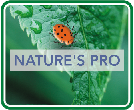Ladybug on a leaf suggesting organic gardening options