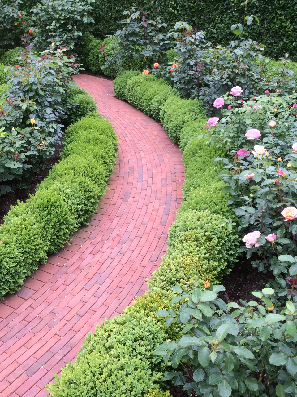 Brick walkway lined with low green bushes and rosebushes