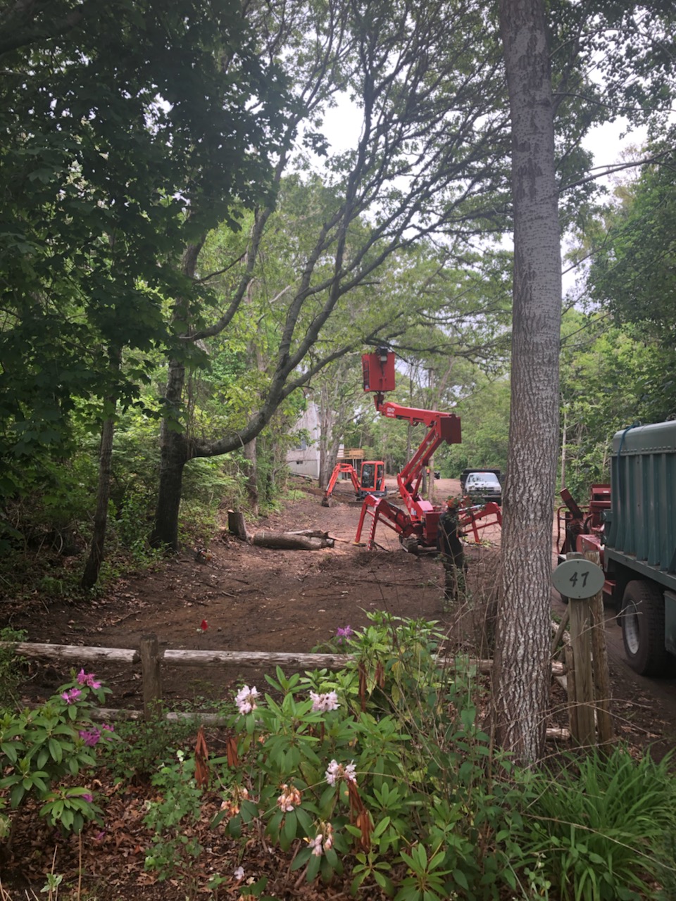Tree trimming equipment in a wooded Cape Cod yard