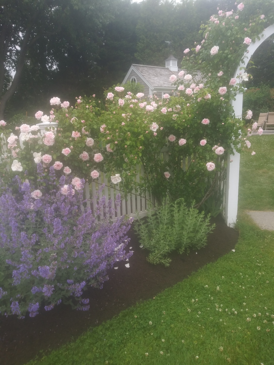 Roses and flowers growing through a white fence